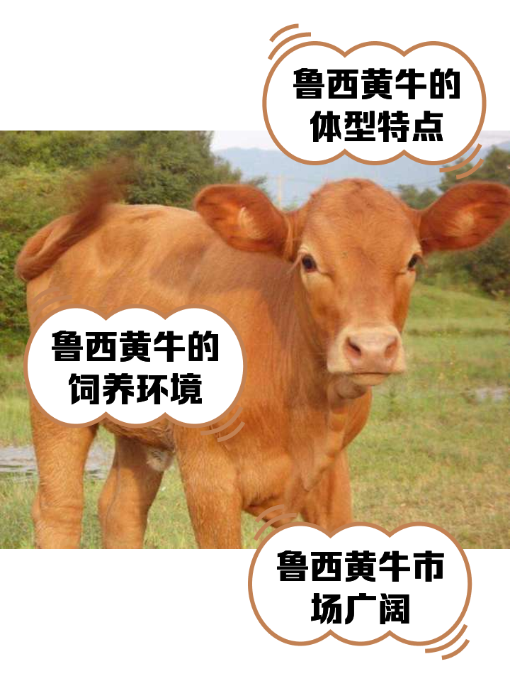 新昌最新医保取现黄牛方法分析(最方便真实的新昌医保取现黄牛怎么取方法)